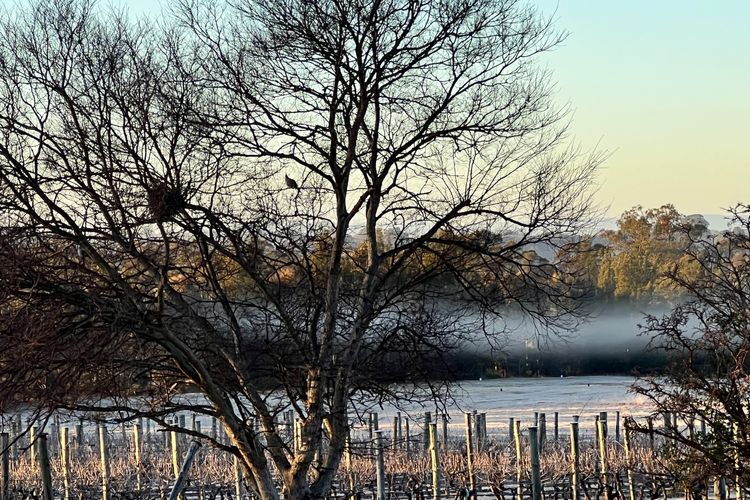 Bracken Ridge Vineyard – The Entire Estate