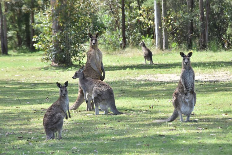 Kitchener Country Estate with Pool Hot Tub on private acres that sleeps up to 18