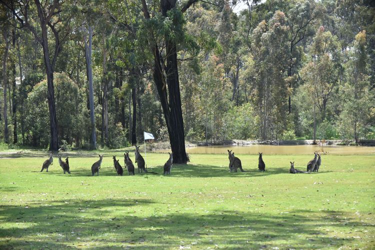 Kitchener Country Estate with Pool Hot Tub on private acres that sleeps up to 18