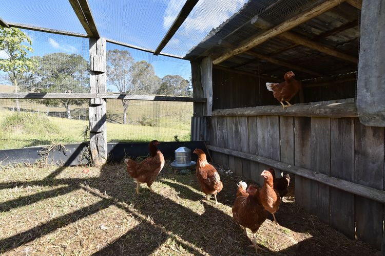 Amazing farm animal sight! 