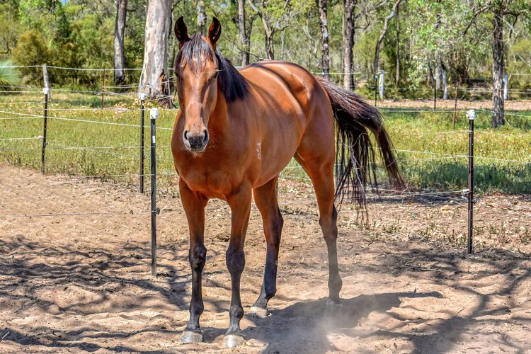 Odyssean Farmstay Cabin – Romantic Getaway, Roche Concert Bus Route & Nearby Wineries