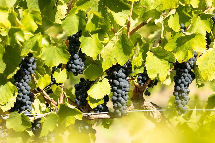 Verdelho – Pokolbin Glamping eco-friendly Sleeps 2