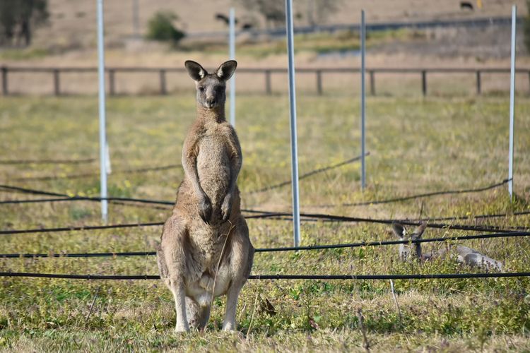 Beggars Bridge Vineyard Homestead w/ pool + wifi + tennis + vineyard