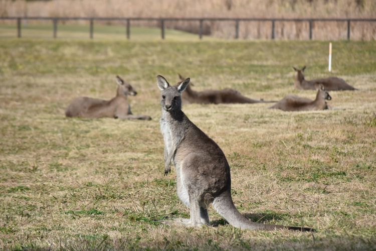Beggars Bridge Vineyard Homestead w/ pool + wifi + tennis + vineyard