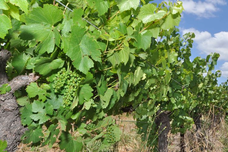 A Luxe, countryside property close to Vineyards!