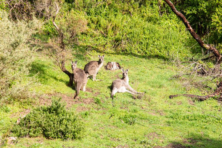 Enjoy the lush greenery with kangaroos.