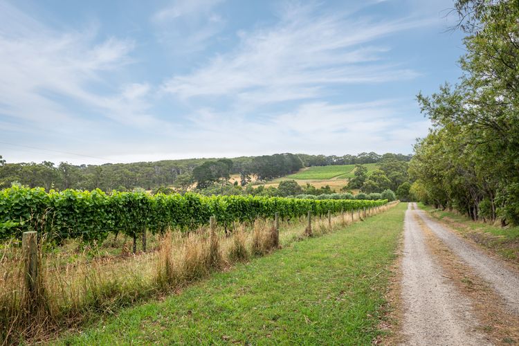 Bella’s Block Vineyard Retreat with Tennis Court, Shoreham