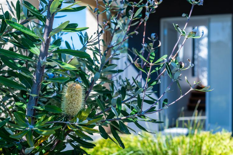 Lush and green surrounds - only a 200 meter walk from the beautiful Capel sound beach. 