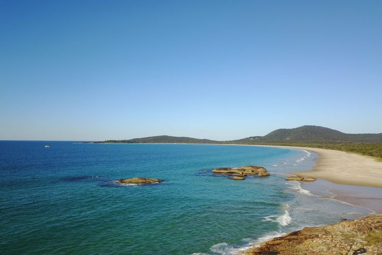 Geckos at South West Rocks