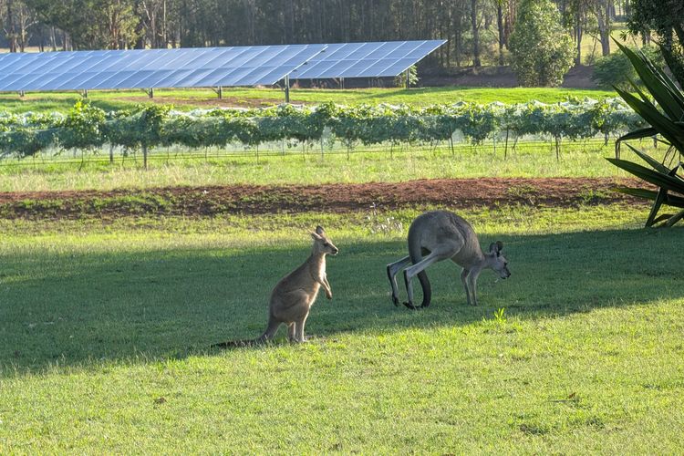 Blaxlands Kangaroo Homestead with Hot Tub walk to Concerts and Wineries