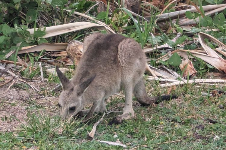 Blaxlands Kangaroo Homestead with Hot Tub walk to Concerts and Wineries