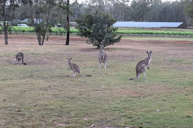 Blaxlands Kangaroo Homestead with Hot Tub walk to Concerts and Wineries