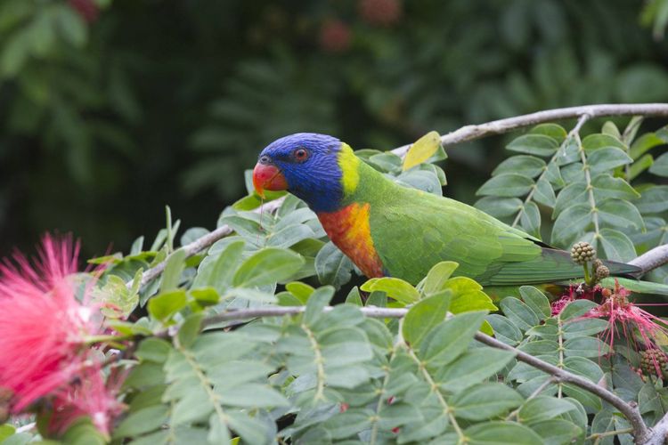 Alma Bay Holiday Unit 2 - Lorikeet