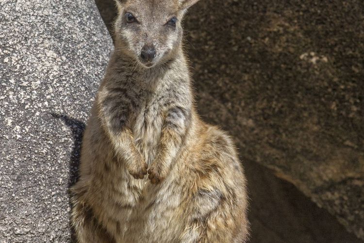 Alma Bay Holiday Unit 3 - Wallaby