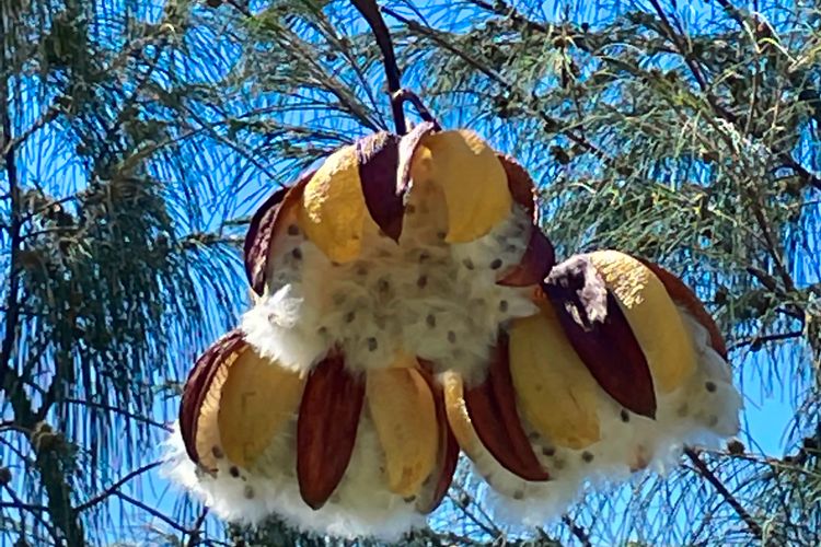 Blue on Blue Apartment 933