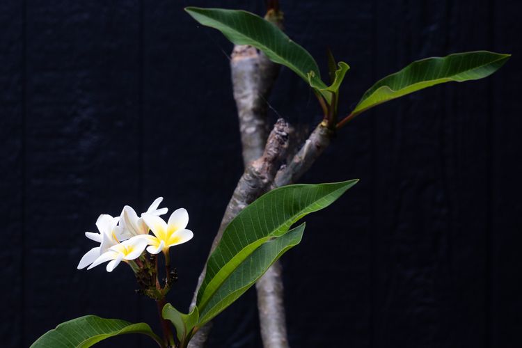 The Bird House Manyana