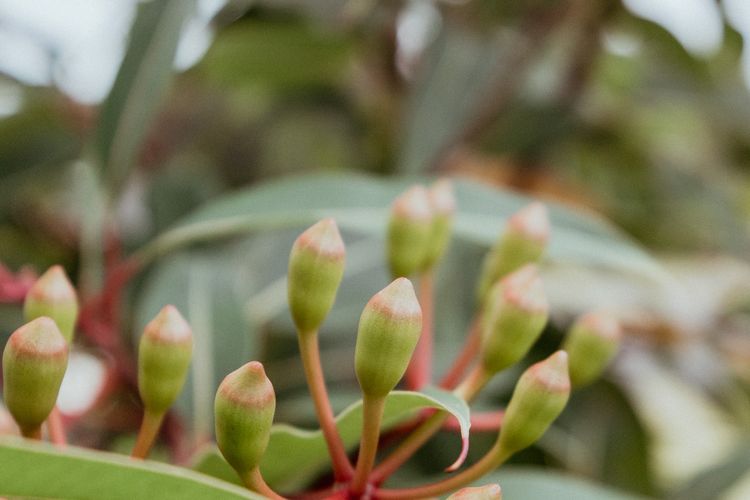 The Bird House Manyana