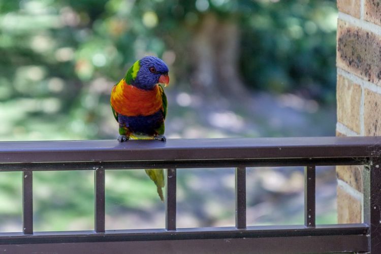 Bay Parklands, 28/2 Gowrie Ave – pool, tennis + stunning views