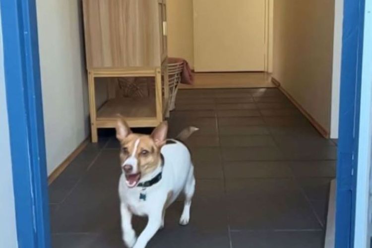 Banyan, 14 Montevideo Parade – Spacious pet friendly property with air con and WiFi