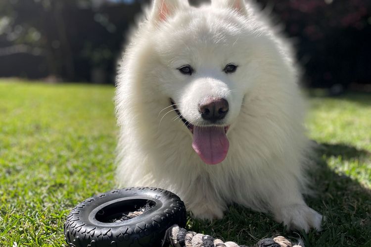 Dutchies Haven, 11 Christmas Bush Ave – Pet friendly, large enclosed yard, air con and Wi-Fi