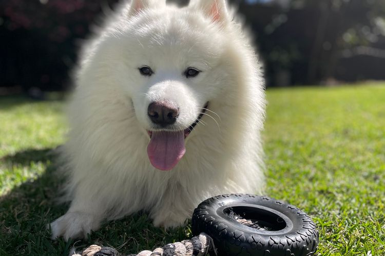 Rubys Retreat, 44 Achilles Street – pet friendly, aircon, wifi & boat parking