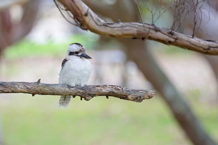 Intrepid, 1/3 Intrepid Close – Amazing views of Shoal Bay, only 100m from the Beach