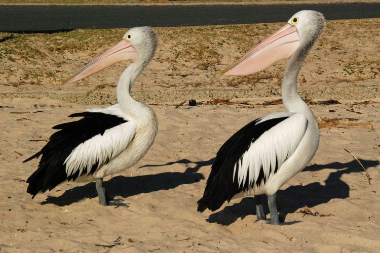 Ocean Shores, 12/27 Weatherly Cl – Waterfront Unit with Sensational Water Views, NBN Internet (WIFI) & Air Conditioning