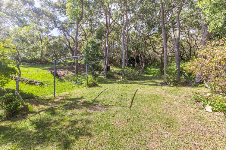 Tanilba 23 Flannel Flower Fairway meaning White Flower