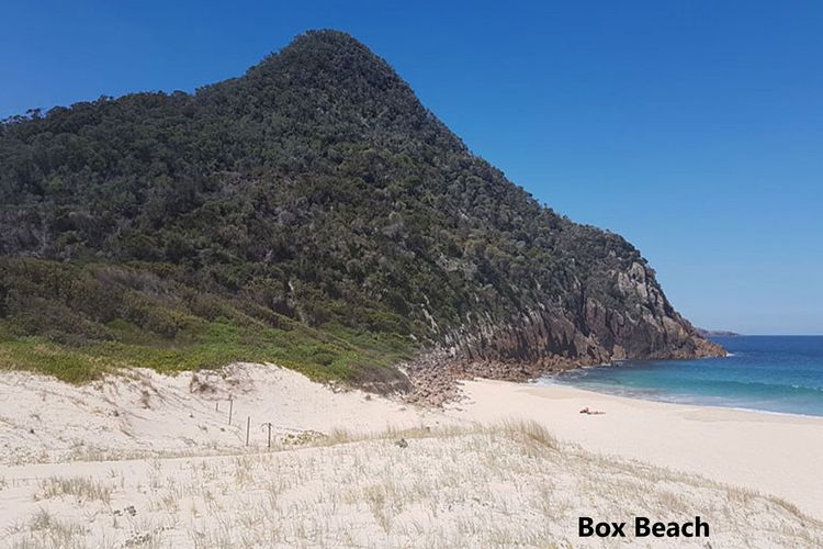 Tanilba 23 Flannel Flower Fairway meaning White Flower