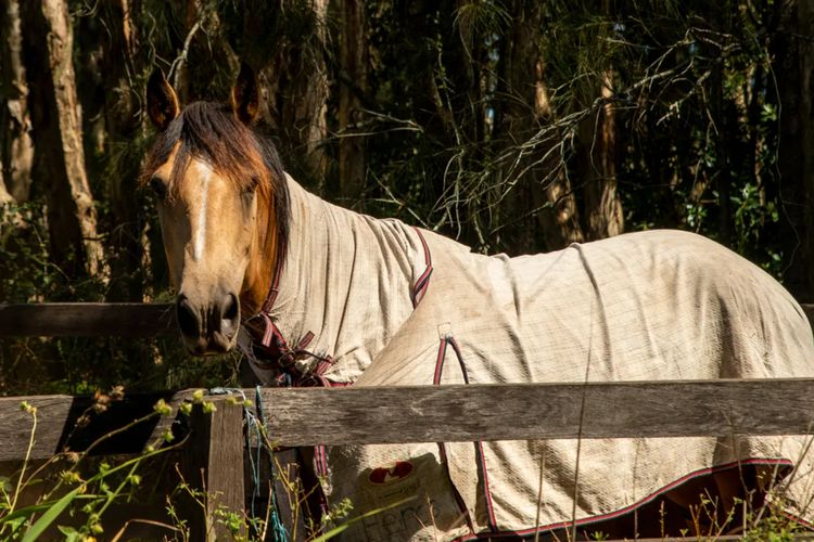 Sahara Trails ‘Complex’ – Sleeping groups, WiFi, Air Conditioning, Horse Riding and much more !!