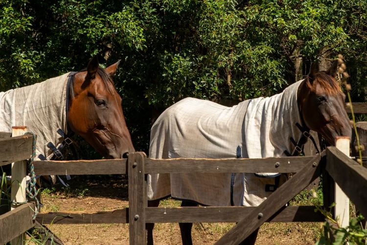 Sahara Trails ‘Cabin 2’ – WiFi, Air Conditioning, Horse Riding and much more !!