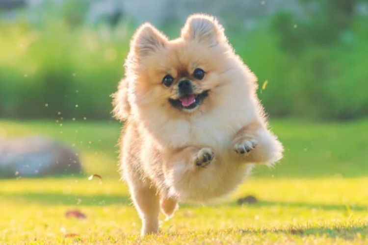 Small dog friendly 4/49 Bonito St – air con & Wi-Fi