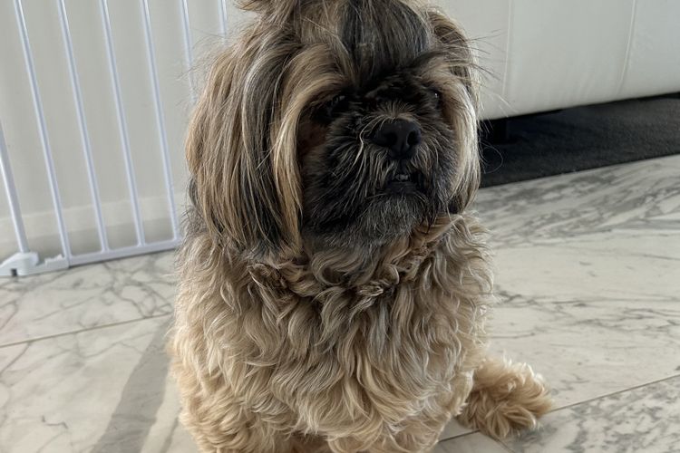 6A Hough Street – Sophisticated pet friendly home with air con, wi-fi and linen provided