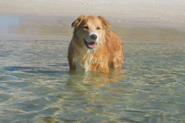 Casa Carinho, 24 Wallawa Rd – spectacular water views, pet friendly, air con and Wi-Fi