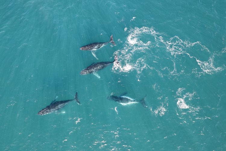 Ocean on the Rocks, 1/21 Ocean Ave – waterfront, Wi-Fi, Ducted Air Conditioning