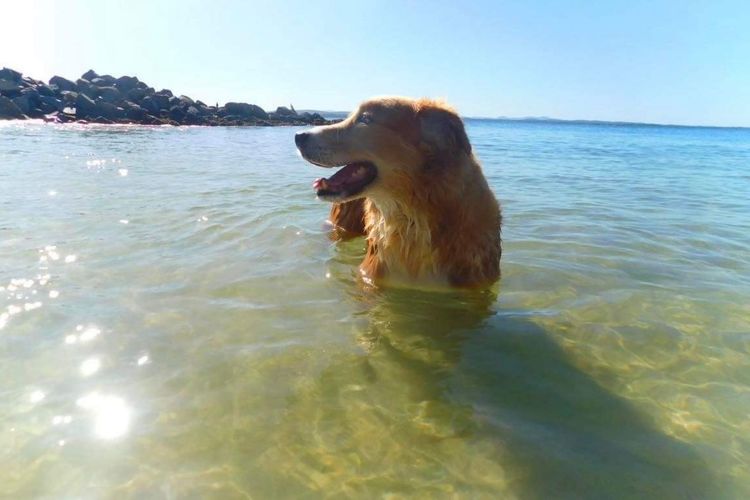 Waves at Boat Harbour, 65 Kingsley Dr – stunning house, fantastic waterviews and dog friendly