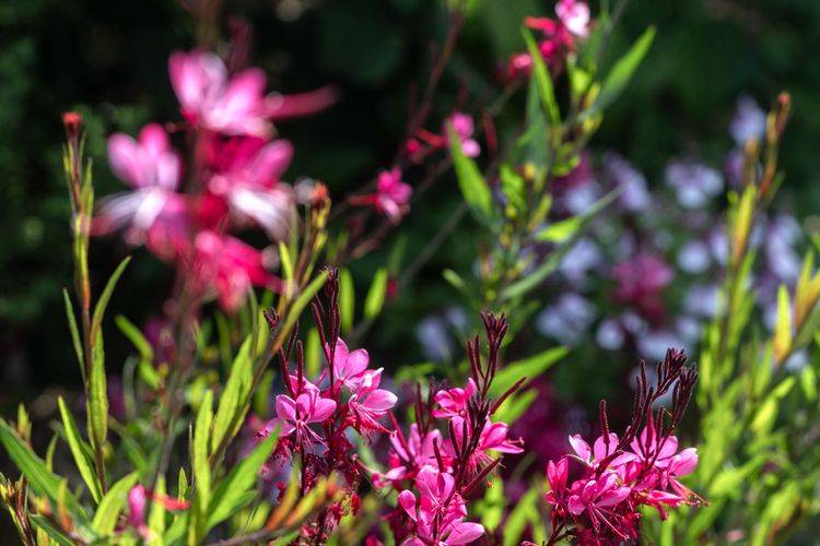 Miramar Coastal Cottage