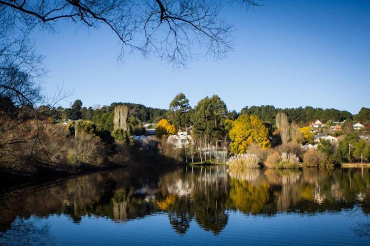 Chestnut Daylesford