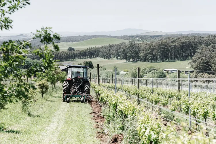 Vines and Views
