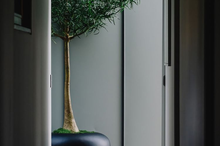Queensland bottle tree filling the atrium with sculptural form and natural interest.