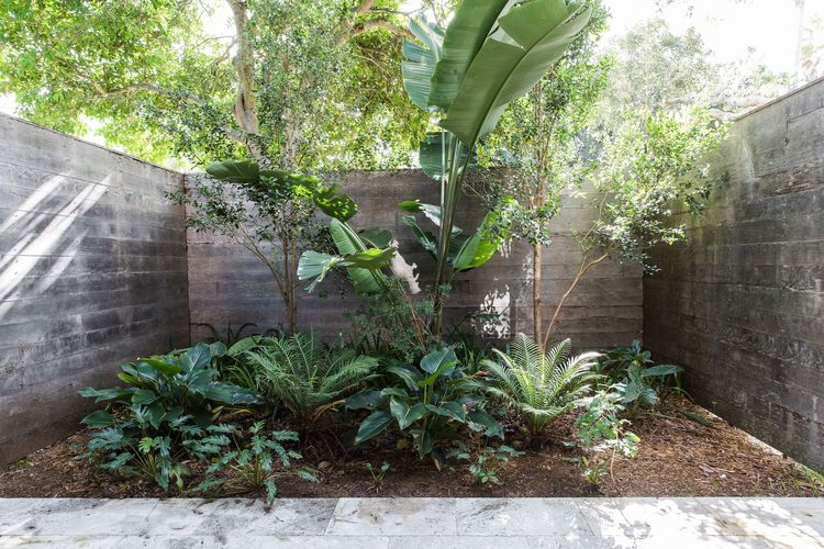 The Coconut Palm TWO