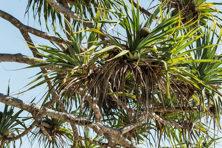 Tea Trees One – beach apartment and location!