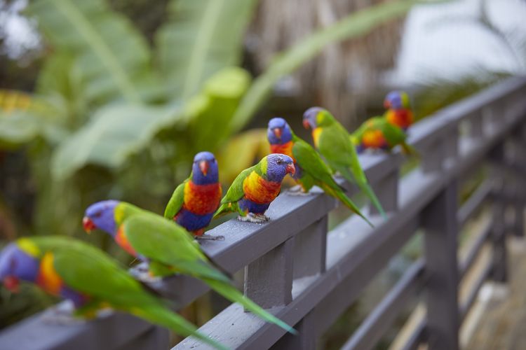 Angophora Beach House