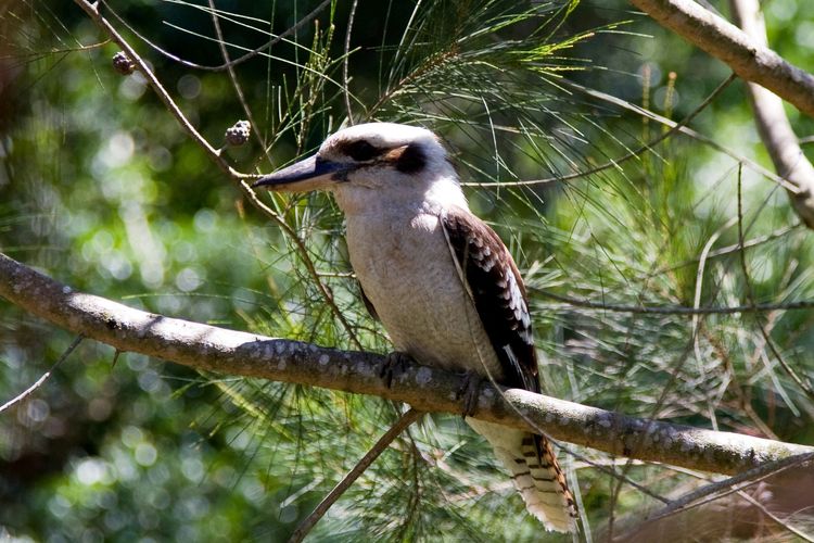 Angophora Beach House