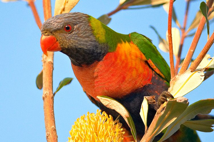 Angophora Beach House