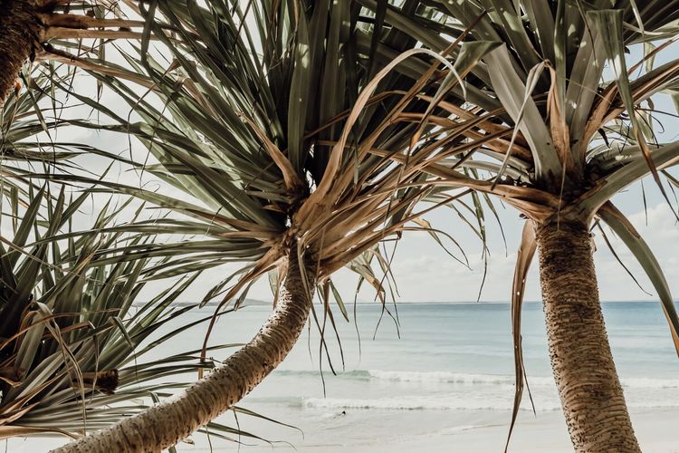 Belmore Palms 2 Min to Surfie Village Beach