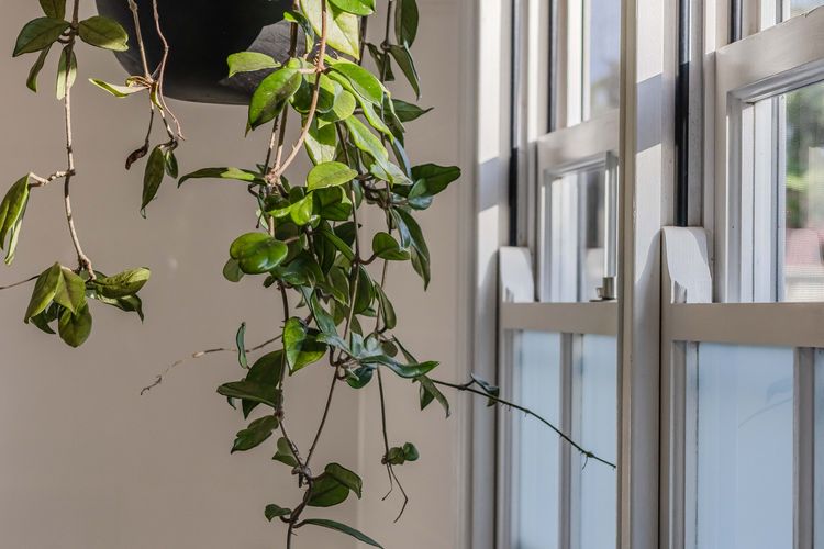 Cedar House character retreat in Bangalow