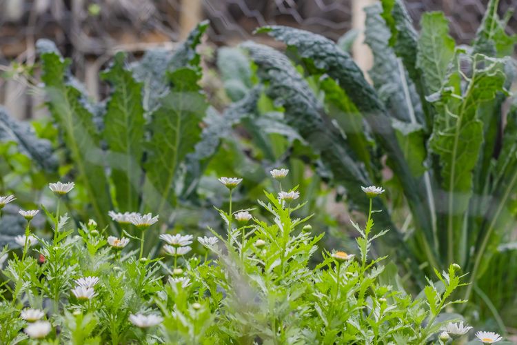 Cedar House character retreat in Bangalow