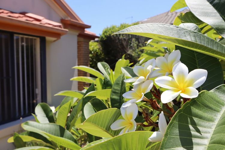 Oceania Cottage