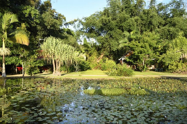 Lillypads Yellow Cottage